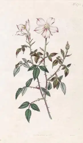 Rosa Semperflorens. Minima Miss Lawrence's Rose. 1762 -  Pflanze Planzen plant plants / flower flowers Blume B