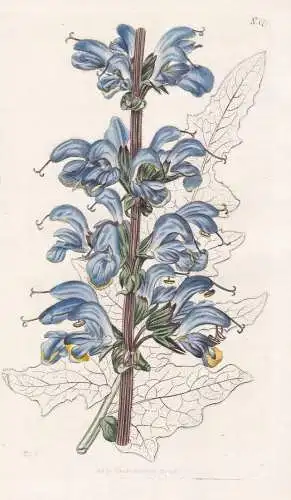 Salvia Bicolor. Two-coloured Sage. 1774 - Salbei / Pflanze Planzen plant plants / flower flowers Blume Blumen