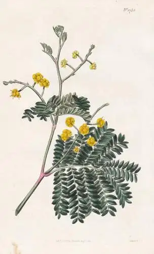 Acacia Discolor. Two-Coloured-Leaved Acacia. 1750 - Australia Australien / Pflanze Planzen plant plants / flow