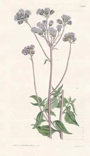 Ageratum Coelestinum. Blue-Flowered Ageratum. 1730  - Pflanze Planzen plant plants / flower flowers Blume Blum