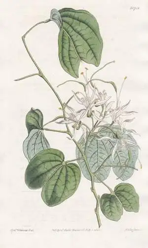 Bauhinia Porrecta. Smooth-leaved mountain ebony. Tab. 1708 - West Indies / Pflanze Planzen plant plants / flow