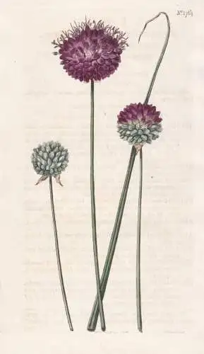 Allium Spaerocephalon. Small Round-Headed Garlick. 1764 -  Pflanze Planzen plant plants / flower flowers Blume