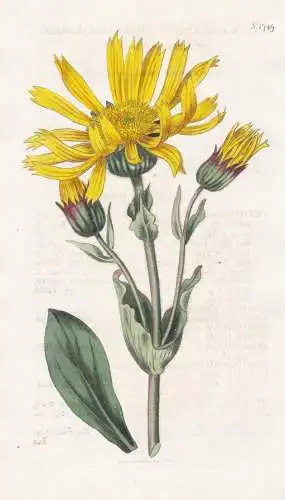 Arnica Montana. Mountain Arnica, or Leopard's-Bane. 1749 - Louisiana / Pflanze Planzen plant plants / flower f