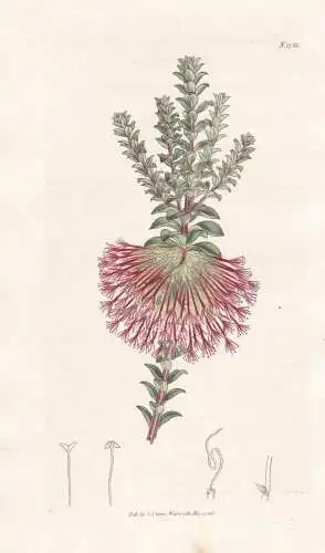 Beaufortia Decussata. Splendid Beaufortia. 1733  - Australia Australien / Pflanze Planzen plant plants / flowe