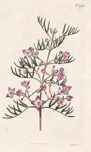 Boronia Pinnata. Hawthorn-Scented Boronia. 1763 -  Australia Australien / Pflanze Planzen plant plants / flowe