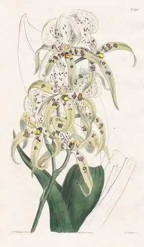 Brassia Maculata. Spotted-flowered Brassia. Tab. 1691 - Orchidee orchid orchids Orchideen / Pflanze Planzen pl