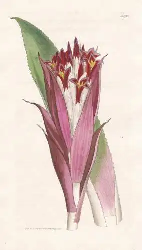 Bromelia Pyramidalis. Pyramidal-Flowered Bromelia. 1732  - Brazil Brasil Brasilien / Pflanze Planzen plant pla