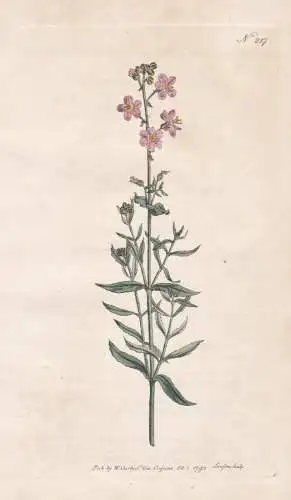 Buchnera Viscosa. Clammy Buchnera. Tab. 217 - South Africa Südafrika Madagaskar Madagascar / Pflanze plant /