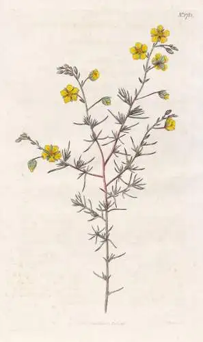Cistus Laevipes. Cluster-Leaved Cistus. Tab. 1782 - Pflanze Planzen plant plants / flower flowers Blume Blumen