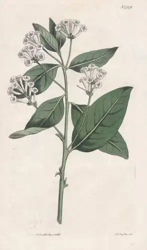 Cestrum Fastigiatum. Honeysuckle Cestrum. 1729  - West-Indies / Pflanze Planzen plant plants / flower flowers