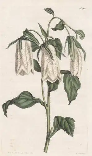 Campanula punctata. Spotted bell-flower. Tab. 1723 - Siberia Sibirien / Pflanze Planzen plant plants / flower