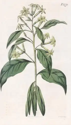 Cestrum Parqui. Willow-Leaved Cestrum. 1770 -  Chile / Pflanze Planzen plant plants / flower flowers Blume Blu