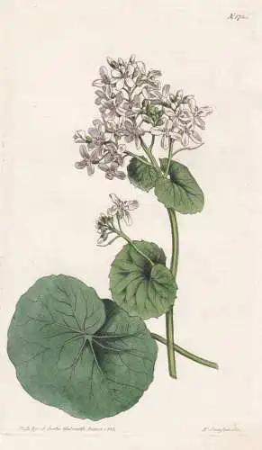 Cardamine Asarifolia. Kidney-Leaved Ladies-Smock. 1735 - Pflanze Planzen plant plants / flower flowers Blume B