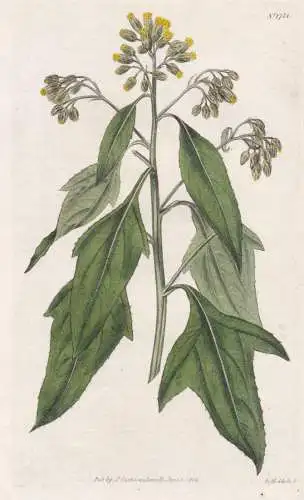 Calea Lobata. Yellow-Flowered Calea, or Halberd-Weed. 1734 - Jameica Jameika / Pflanze Planzen plant plants /