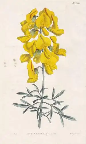 Crotalaria Pulchella. Large-flowered Crotalaria. Tab. 1699 - South Africa Südafrika / Pflanze Planzen plant p