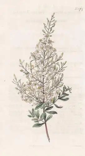 Bursaria Spinosa. Thorny Bursaria. 1767 -  Australia Australien / Pflanze Planzen plant plants / flower flower