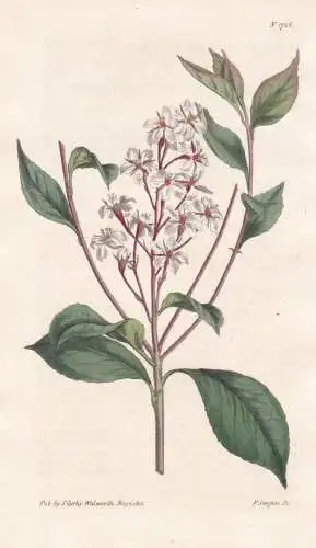 Crataegus Indica. Indian Hawthorn. 1726   - China East-Indies / Pflanze Planzen plant plants / flower flowers