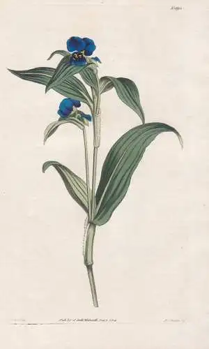 Commelina Tuberosa. Tuberous Commelina. Tab. 1695 - Mexico Mexiko / Pflanze Planzen plant plants / flower flow