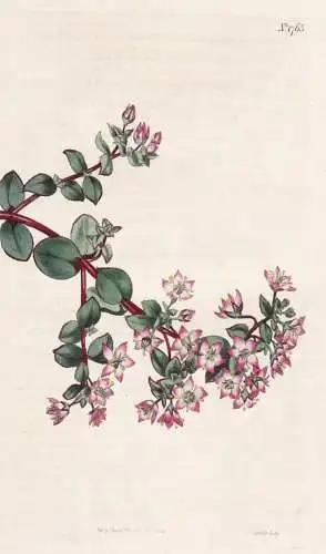 Crassula Centauroides. Cantaury-Flowered Crassula. 1765 -  South Africa Südafrika / Pflanze Planzen plant pla