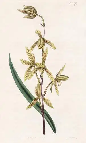 Cymbidium Ensifolium. Sword-Leaved Cymbidium. 1751 - China Japan / Pflanze Planzen plant plants / flower flowe