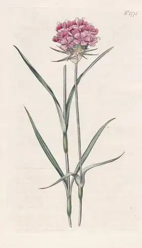 Dianthus artorubens. Cluster-headed Pink. Tab. 1775 - Nelken Nelke / Pflanze Planzen plant plants / flower flo