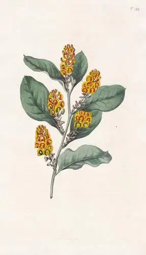 Daviesia Latifolia. Broad-Leaved Daviesia. 1757 - Australia Australien /  Pflanze Planzen plant plants / flowe