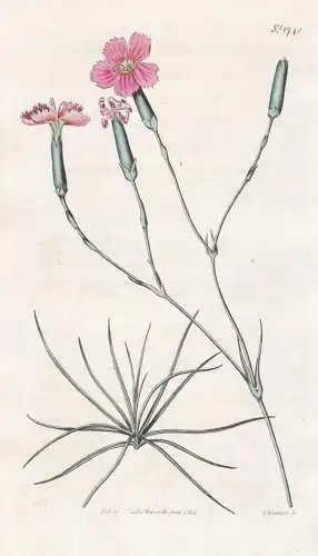 Dianthus Virgineus. Virgin Pink. 1740 - Pflanze Planzen plant plants / flower flowers Blume Blumen / botanical