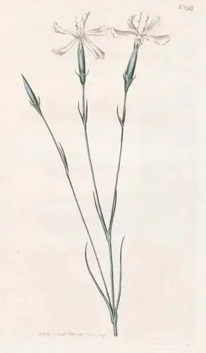 Dianthus Leptopetalus. Narrow-Petalled Pink. 1739 - Caucasus Kaukasus/ Pflanze Planzen plant plants / flower f