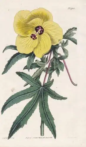 Hibiscus manihot. Palmated-leaved Hibiscus. Tab. 1702 - Hibiskus / China Japan / Pflanze Planzen plant plants