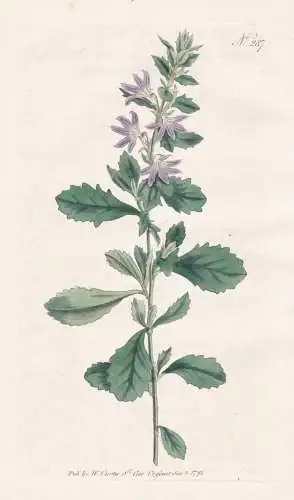Goodenia Laevigata. Smooth Goodenia. Tab. 287 - Goodenie / Australien Australia / Pflanze plant / flower flowe