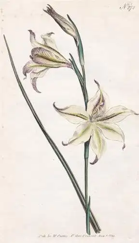 Gladiolus Tristis. Square-leaved Corn-Flag. Tab. 272 - Gladiole Lilie lily ever-flowering gladiolus / South Af