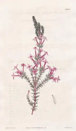 Erica Lawsoni. Lawson's heath. Tab. 1720 - Erika Heidekraut / South Africa Südafrika / Pflanze Planzen plant