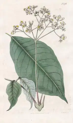 Heynea Trijuga. Walnut-Like Heynea. 1738 - Nepal / Pflanze Planzen plant plants / flower flowers Blume Blumen