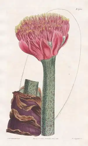 Haemanthus Tigrinus. Tiger-spotted blood-flower. Tab. 1705 - South Africa Südafrika / Pflanze Planzen plant p