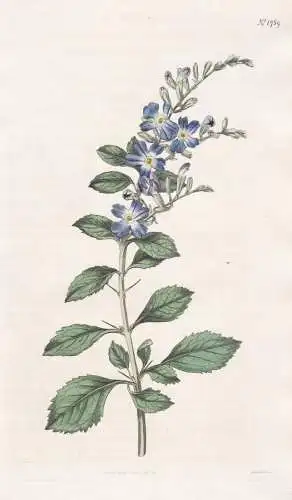 Duranta Ellisia. Prickly Duranta. 1759 - Mexico Mexiko /  Pflanze Planzen plant plants / flower flowers Blume