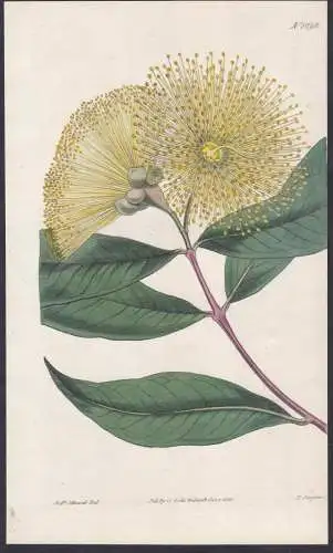 Eugenia Jambos. Narrow-leaved Eugenia. Tab. 1696 - East Indies / Pflanze Planzen plant plants / flower flowers