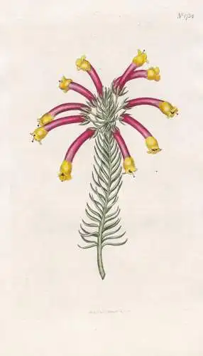 Erica Hibbertiana. Hibbert's Heath. 1758 - South Africa Südafrika /  Pflanze Planzen plant plants / flower fl