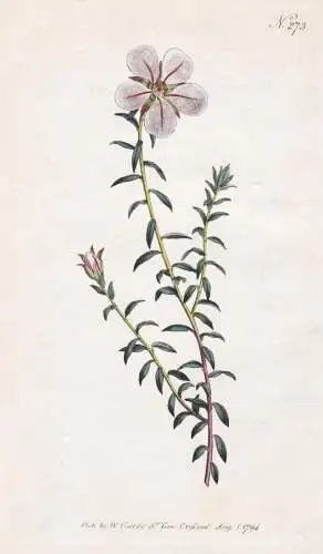 Diosma Uniflora. One-flowered Diosma. Tab. 273 - South Africa Südafrika / Pflanze plant / flower flowers Blum