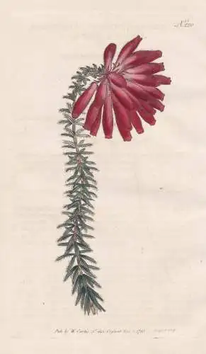 Erica Cerinthoides. Honeywort-Flower'd Heath. Tab. 220 - Erika Heidekraut klipheide / Südafrika South Africa