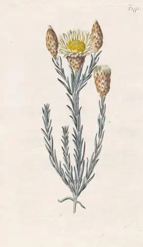 Elichrysum splendes. Shining Elichrysum. Tab. 1773 - South Africa Südafrika / Pflanze Planzen plant plants /