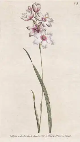 Ixia Flexuosa. Bending-stalk'd Ixia. Tab. 127 - Ixien corn lily Lilie Klebschwertel / Pflanze plant / flower f