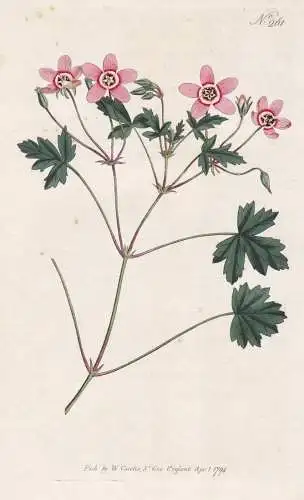 Erodium Incarnatum. Flesh-Coloured Crane's-bill. Tab. 261 - Storchschnabel cranesbill crane's-bill Geranie Ger