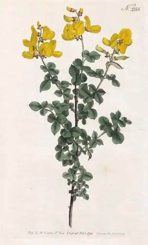 Cytisus Sessilifolius. Sessile-leaved, or Common Cytisus. Tab. 255 - Geißklee broom Ginster / Pflanze plant /