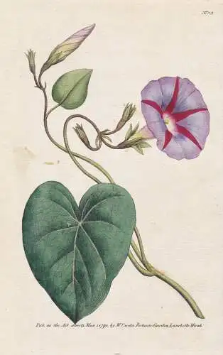 Convolvulus Purpureus. Purple Bindweed, or Convolvulus Major. Tab. 113 - Purpur-Prunkwinde Winde Ipomoea purpu