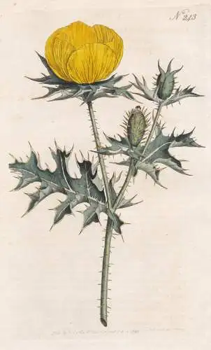 Argemone Mexicana. Mexican Argemone, or Prickly Poppy. Tab. 242 - Mexikanischer Stachelmohn Mohn goatweed Mexi