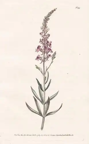 Antirrhinum Purpureum. Purple Toad-Flax. Tab. 99 - Löwenmäulchen Löwenmaul snapdragon / flower flowers Blum