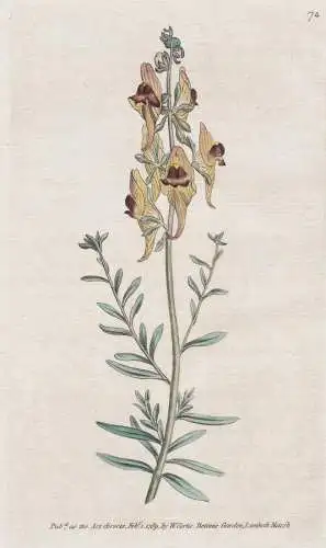 Antirrhinum Triste. Melancholy or Black-flower'd Toad-Flax. Tab. 74 -  Löwenmaul dragon flower snapdragon dog