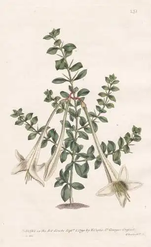 Catesbaea Spinosa. Thorny Catesbaea, or Lily-Thorn. Tab. 131 - Lilythorn / Haiti Kuba Cuba / Pflanze plant / f