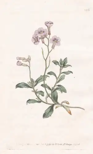 Alyssum Deltoideum. Purple Alyssum. Tab. 126 - Steinkraut / Pflanze plant / flower flowers Blume Blumen / bota