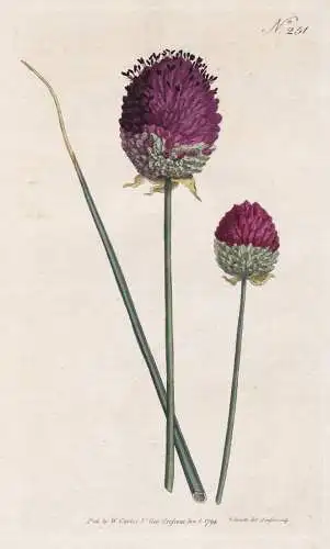 Allium Descendens. Purple-headed Garlick. Tab. 251 - Kugelköpfiger Lauch Garlic Knoblauch round-headed leek /